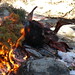 Fire with goats heads