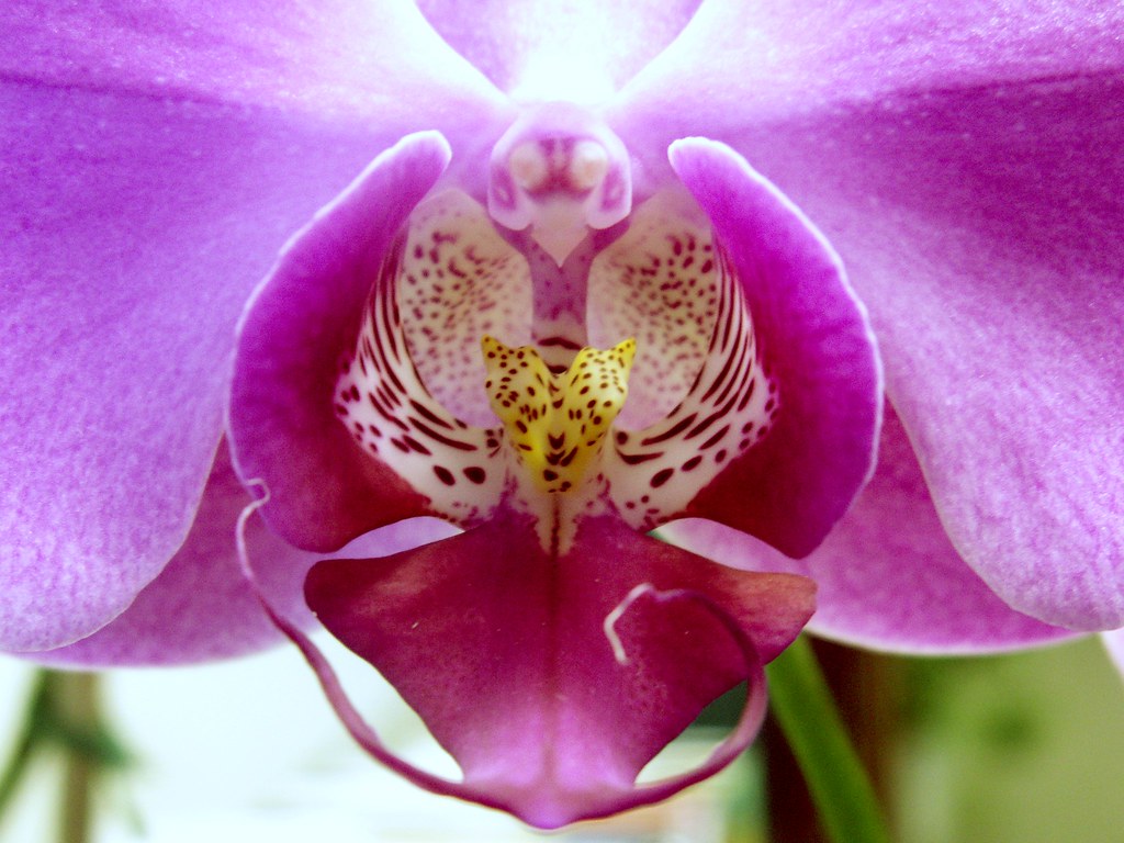 Orchid, Close-Up