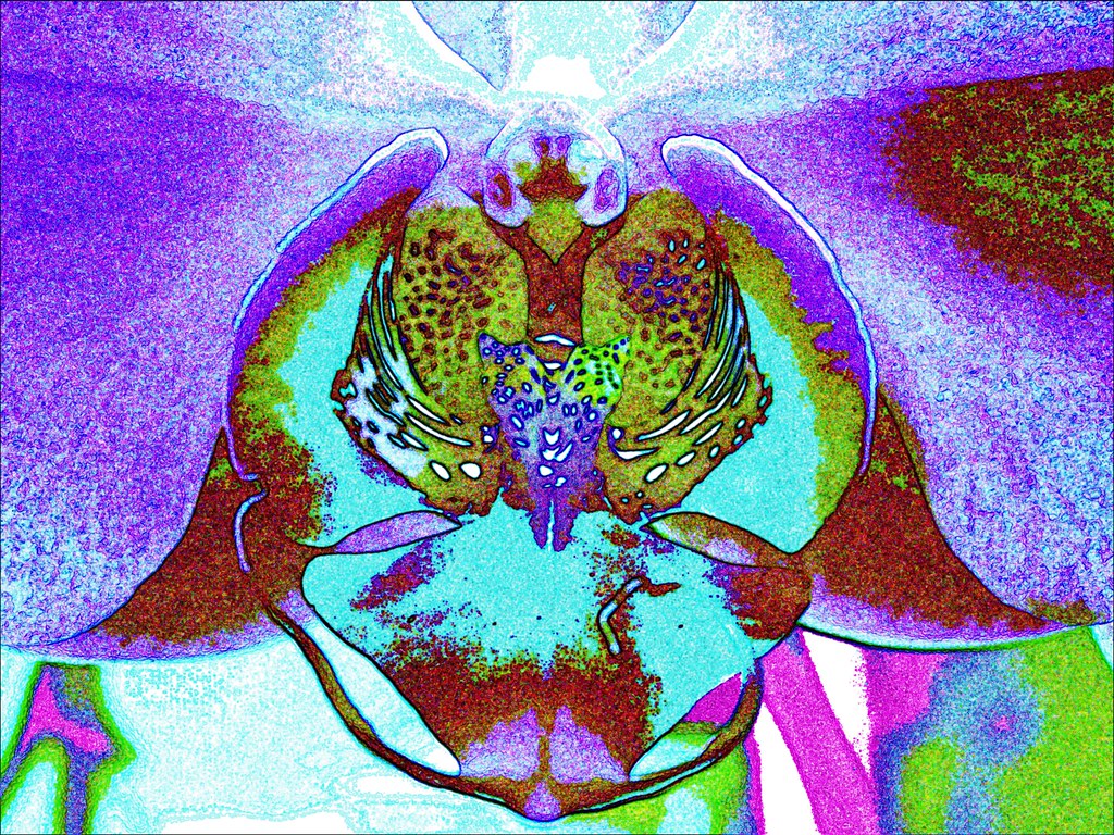 Psychedelic Orchid