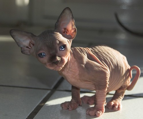 Little Boris, one of our two sphynx cats | Flickr - Photo Sharing!