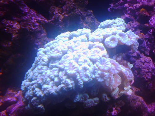 My latest acquisition - a ginormous brain sized bright green candy cane coral