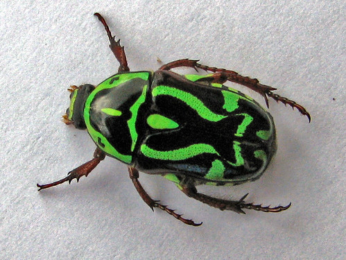 fiddler beetle