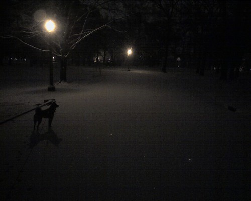 Walk with Kuma at night in the snow in the park
