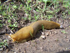 20070213 Banana Slug
