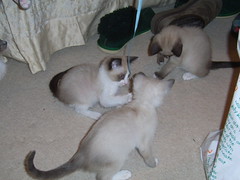 kittens love ribbons!