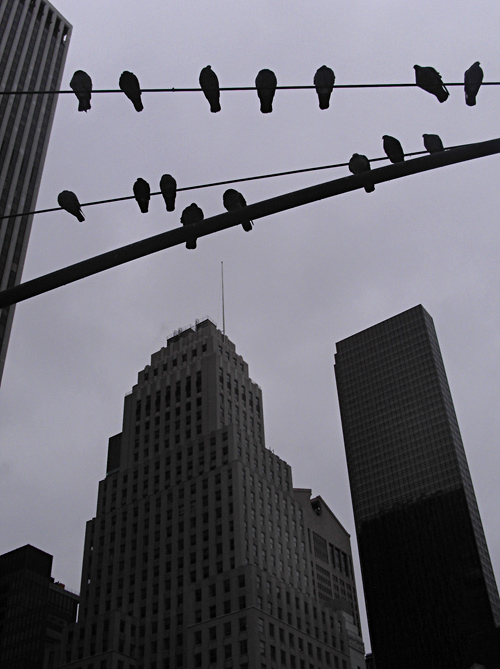 bird silhouettes of 59th Street
