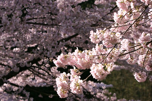 japanese cherry blossom wallpaper. cherry blossoms wallpaper.