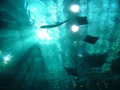 Undersea Sun - by Passive Man