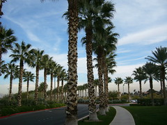 Palm trees at the Mariot