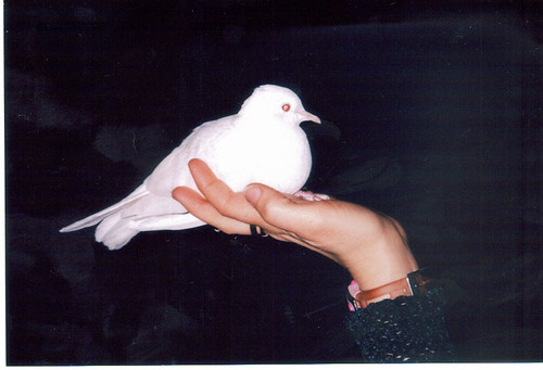 one WHITE Dove , named "Cake" Cake may I see something in "GREEN" please?