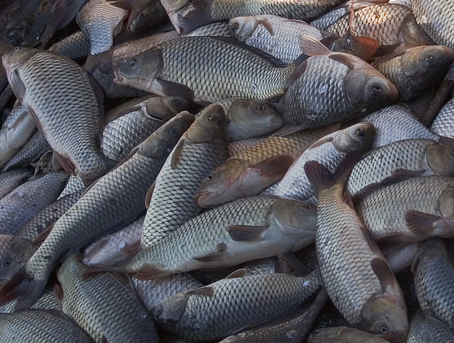 Fishes from lake Kerkini