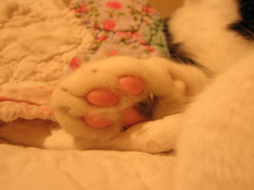 Paws Of Cats