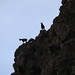 Markhor wild goat on sky line