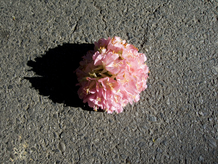 fallen flower