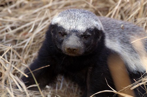 Honey Badger Don't Give A Hoot