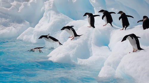 Антарктида. Antarctica 2007 - 0489