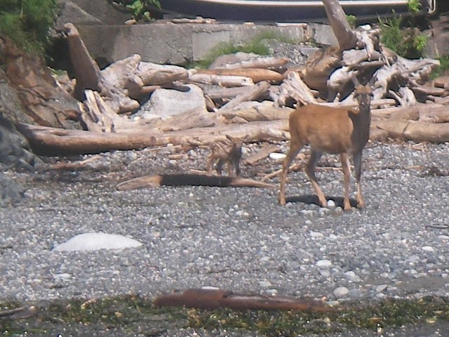 Deer and Baby