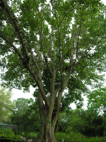 sycamore fig tree. Sycamore fig tree