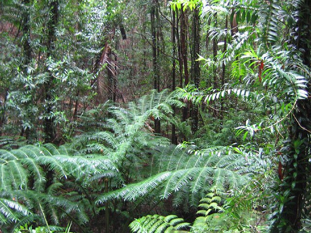 Fraser Island rain forest (2)