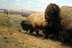 NYC - AMNH: American Bison and Pronghorn Antelope