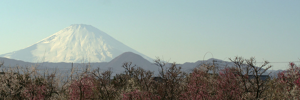 Japanese Apricot Flower & Mt.Fuji