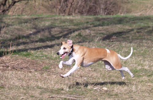 Whippet in action (Marley)