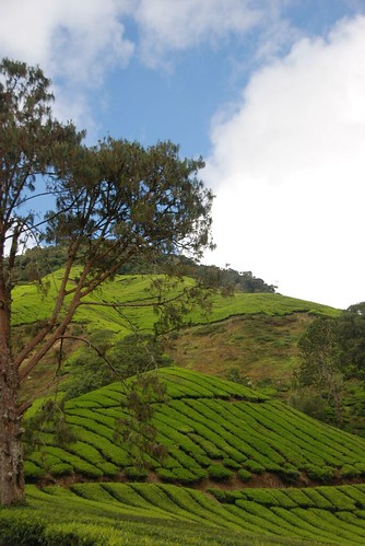 Tea Plantation (4)