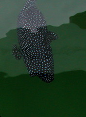 Spotted blue fish