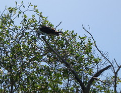 Fish eagle / Osprey pictured in the Margherita mangrove swamp.