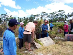 Al working with the ladies in the Rice Paddies