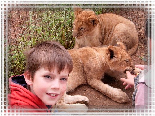 Codey petting the lion cubs.