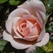 soft pink rose from my garden (square version)