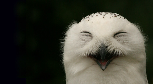 Happy Snowy Owl