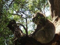 My Fave Koala Pic