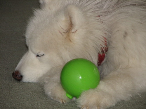 The samoyed is a long haired recongnized dog breed.