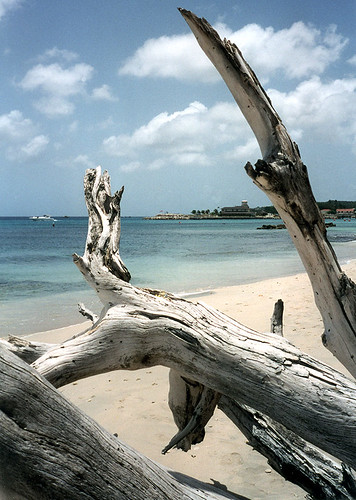 Barbados Driftwood