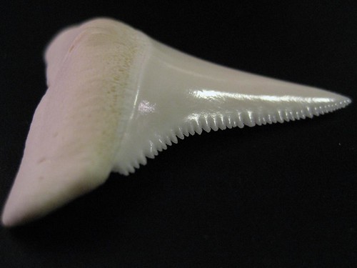 shark teeth images. Shark#39;s teeth are grown in