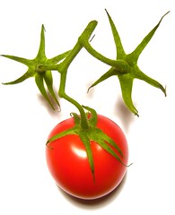 tomato sans aqua