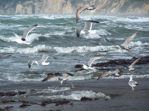 20070213 Sea Gulls