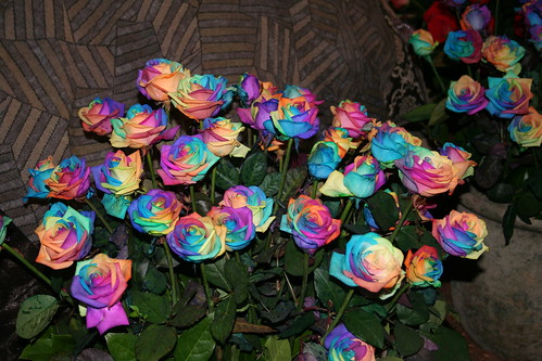 Pictures Of Rainbow Roses. Moroccan Rainbow Rose