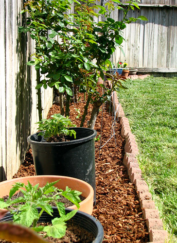 Vegetable Garden Blog on Notsocrafty.com