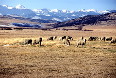 Sheep grazing in Montana