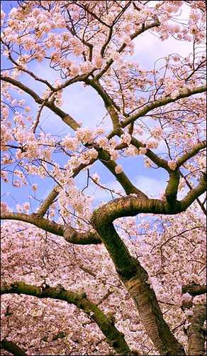 Sakura Bloom originally uploaded by xengravity