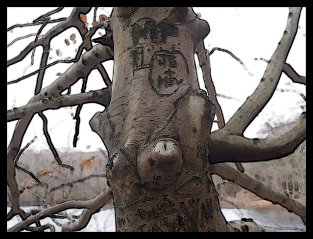 We love the tree supergraphic that Andrew Maynard Architects used in their tattoo tree