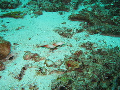 A Pair of Red Fire Gobies