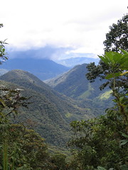 Cloudforest view