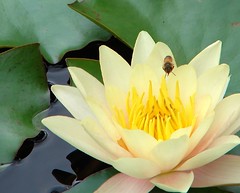 Bee over waterlily