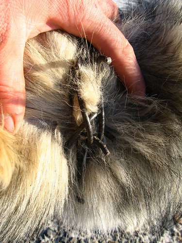 The dog's collar - 5mm fencing wire shaped to prevent attacks from wolves (eastern Turkey)