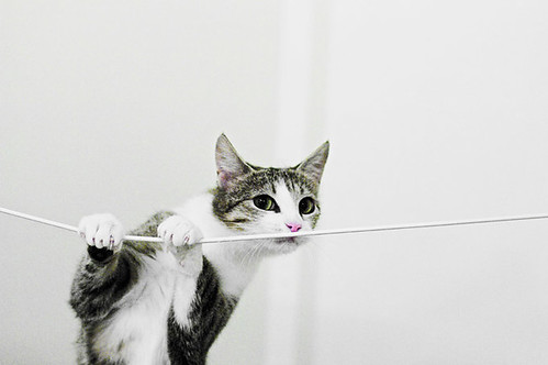 Cat on a string