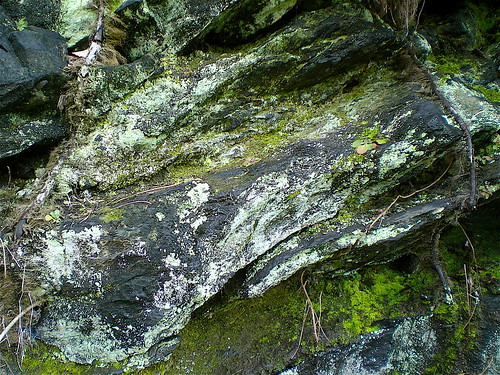 rocks and moss